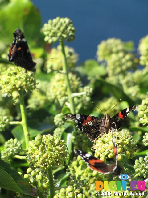 SX09141 Three Red Admiral butterflies (Vanessa atalanta)